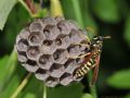 Polistes dominula